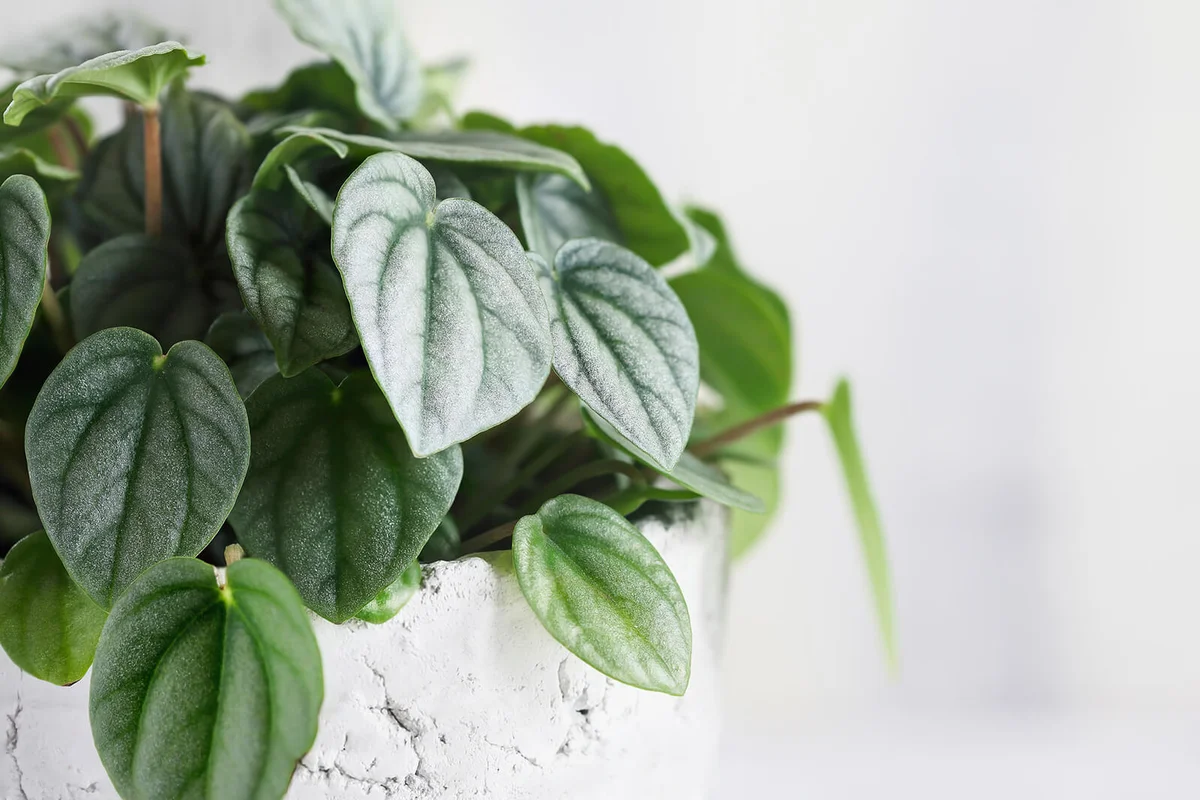 Macro of potted Peperomia Orba Frost houseplant