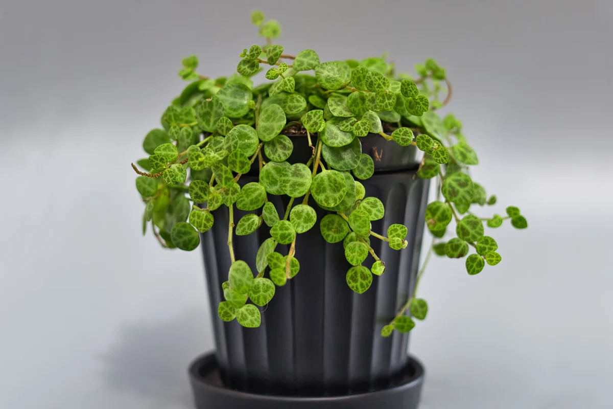 Indoor house plant Peperomia prostrata