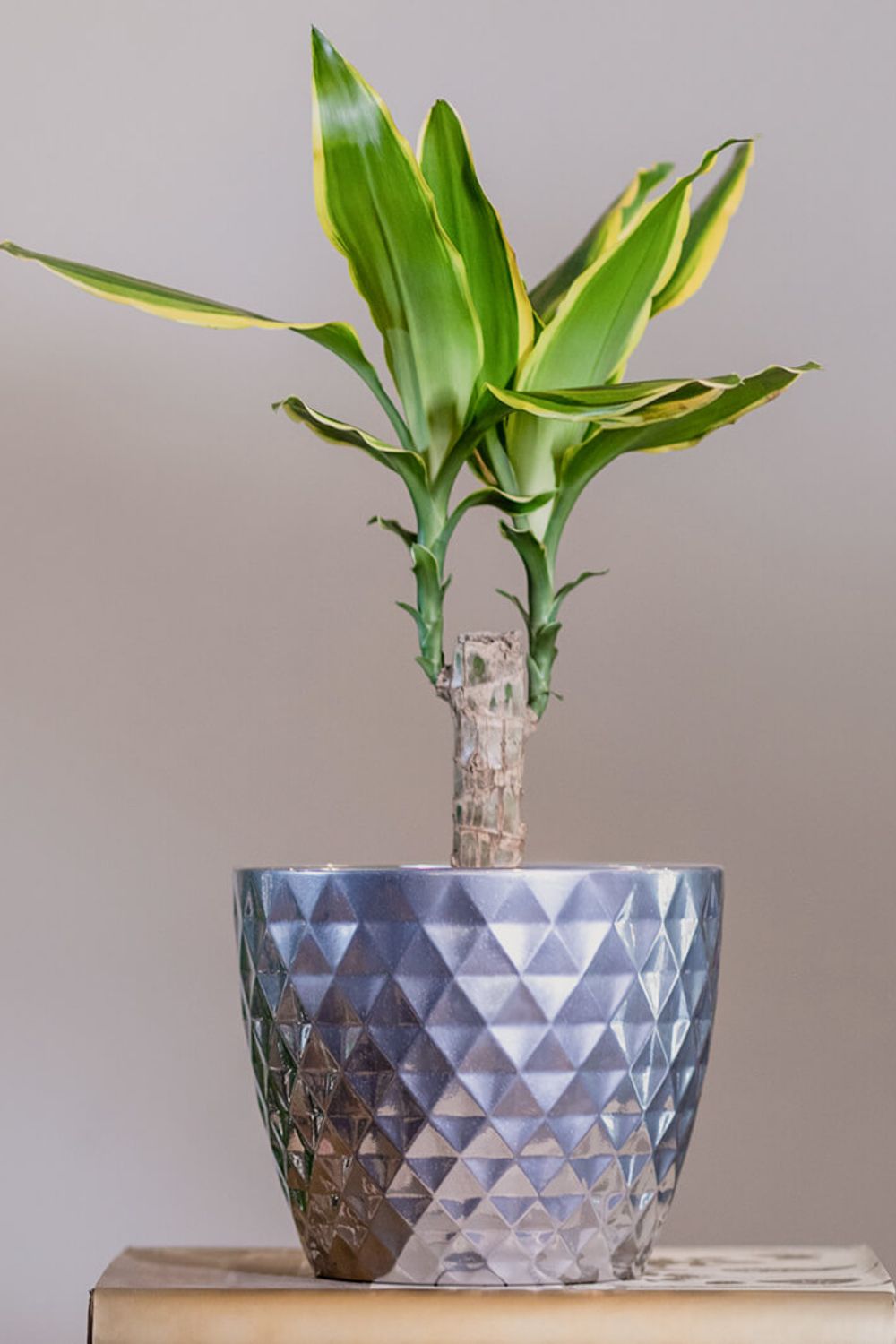 Corn Plant Care & Growth: An Introduction to the Dracaena