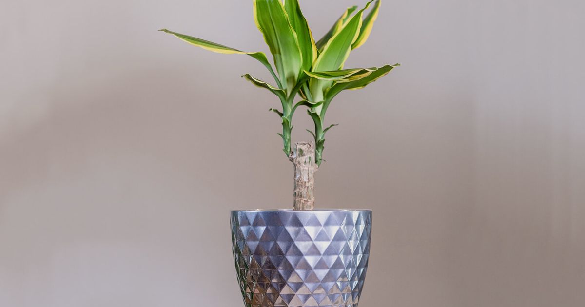 monstera plant indoor Monstera Adansonii Swiss cheese Hanging Basket