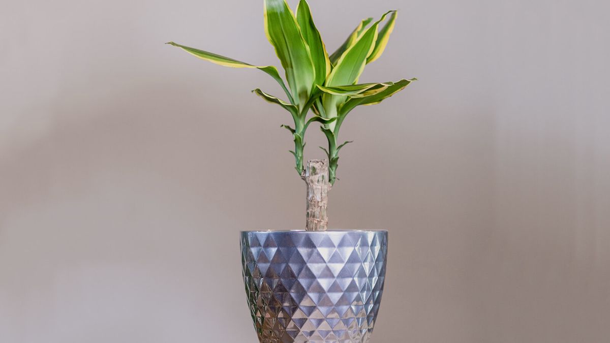 spike dracaena plant care Dracaena Spikes ( Dracaena Indivisa)