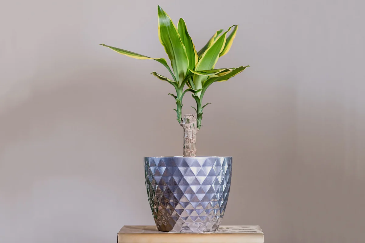 Dracaena fragrans plant in silver pot