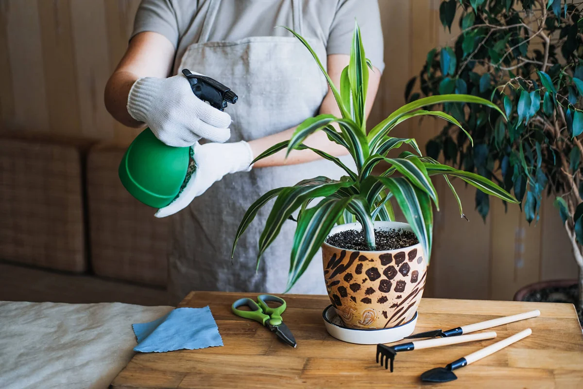 Female hands spray and washes the leaves of Dracaena fragrans house plants at home