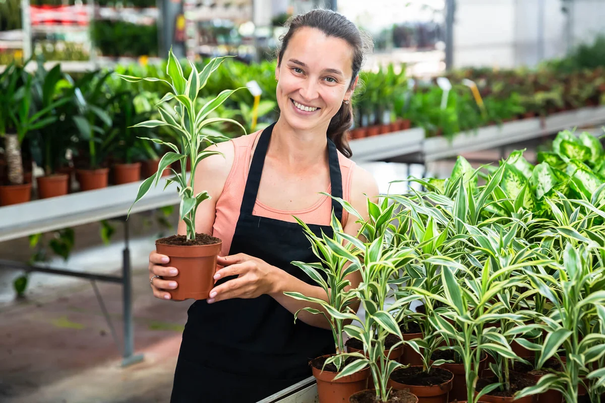 Young woman florist holding pot with dracaena fragrans-lemon