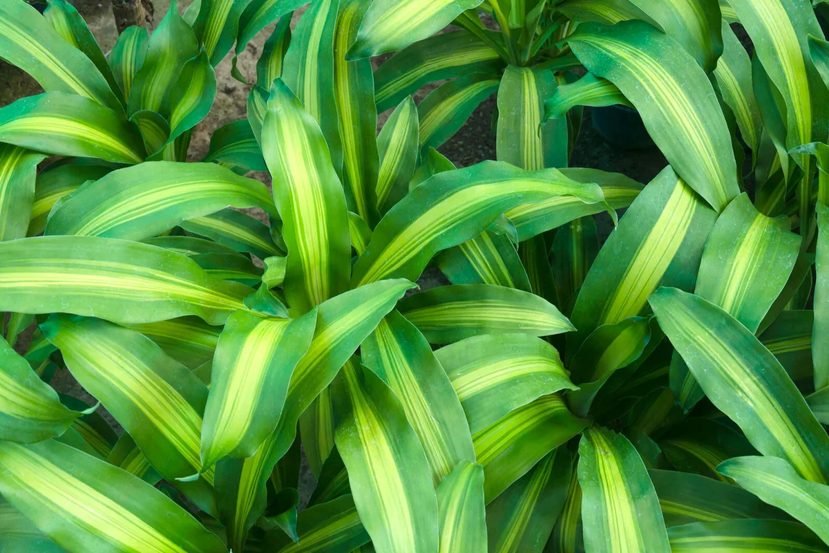 Dracaena fragrans "Massangeana"