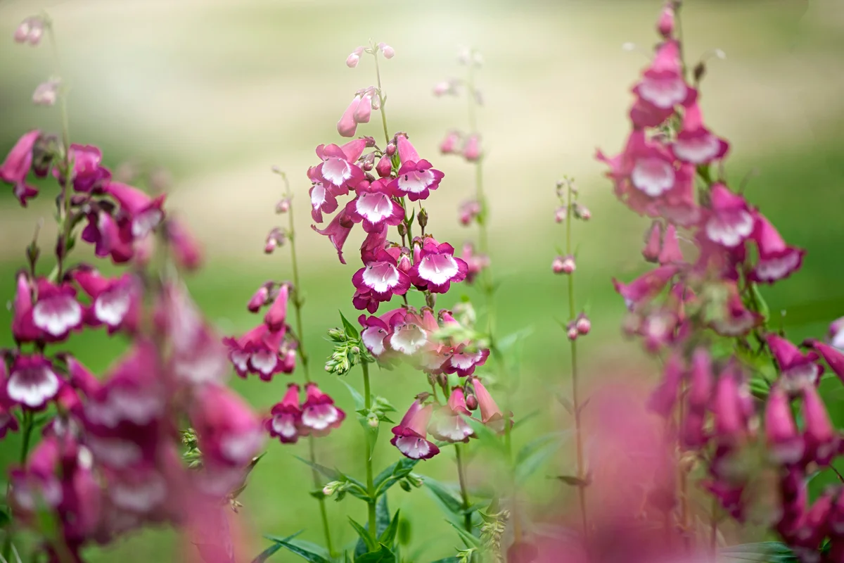 The vibrant pink summer flowers of Penstemon