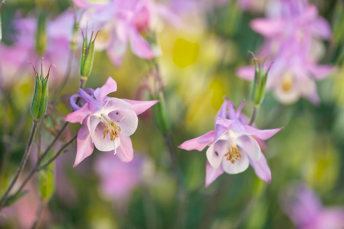 Columbine Flowers in the Field