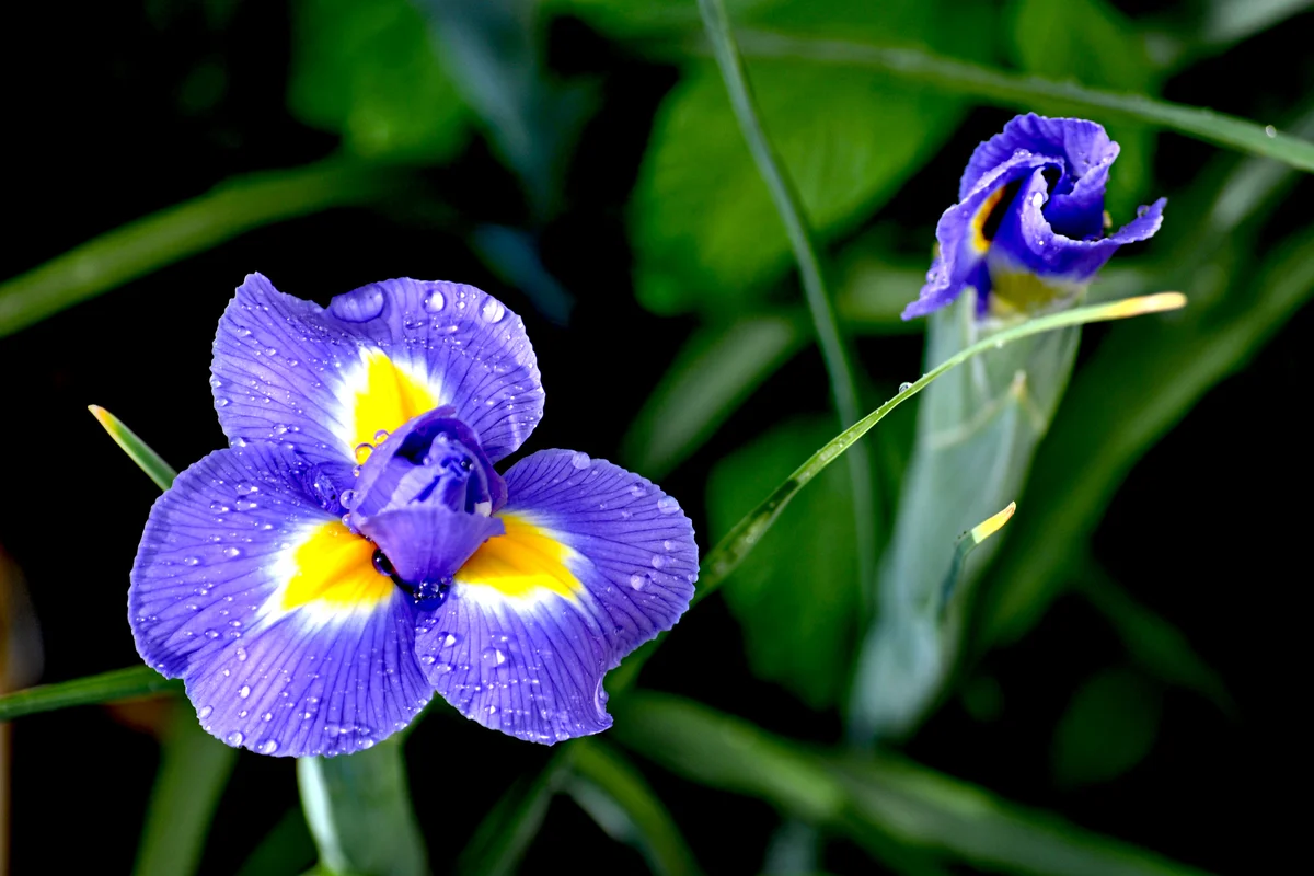 Purple Iris Blooming Outdoors