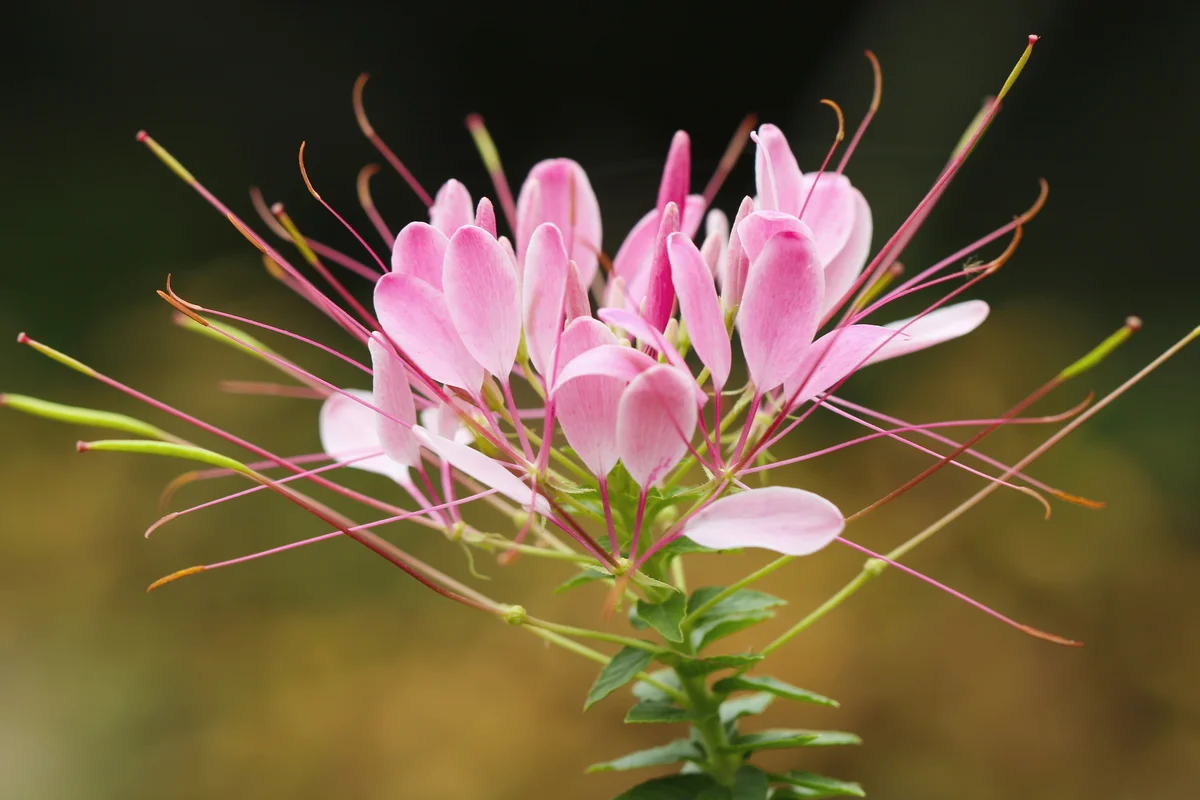 Beautiful Cleome hassleriana in bloom