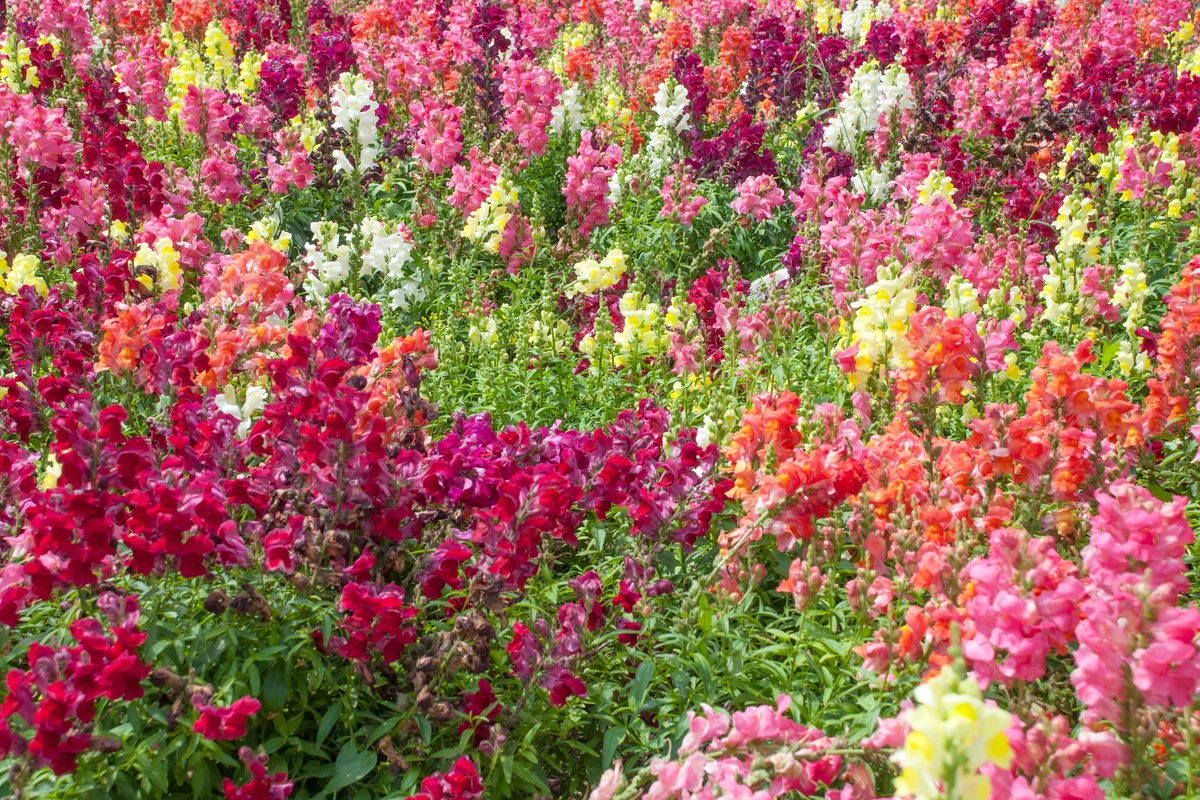 Multi colored snapdragon flowers in soft sunlight in springtime