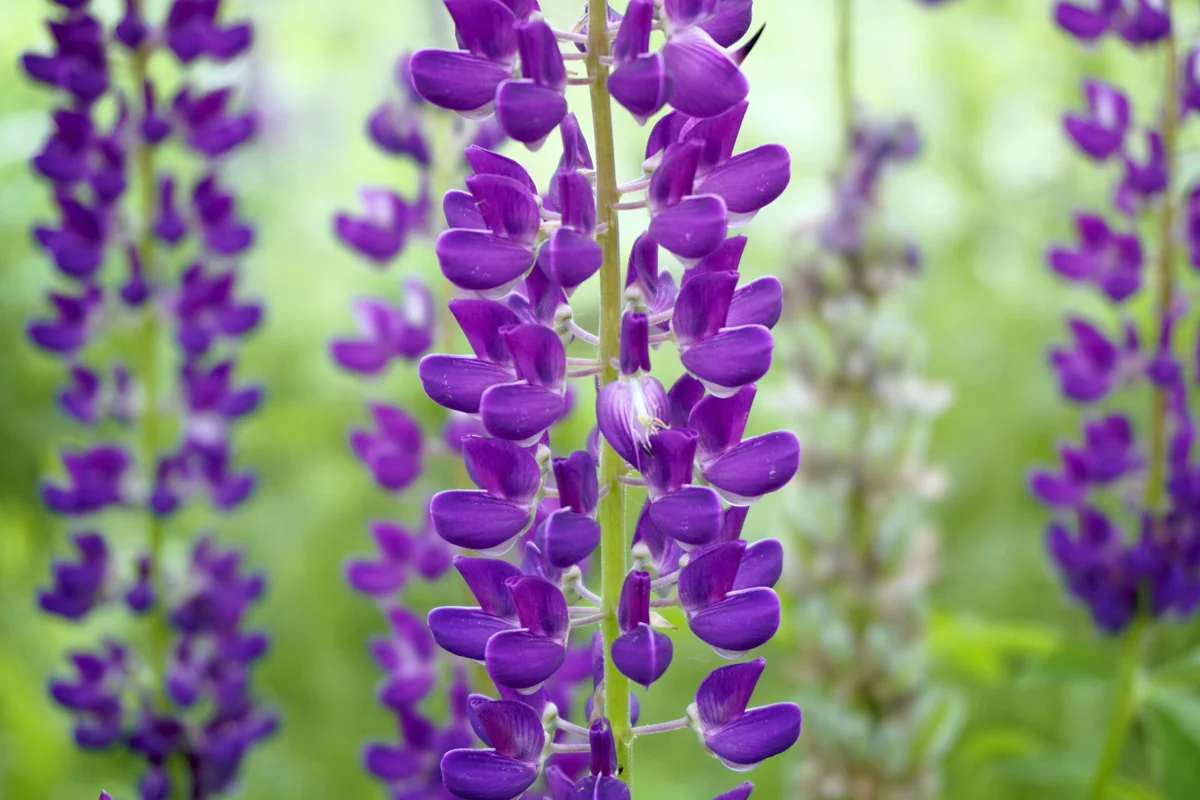 Larkspur Flower
