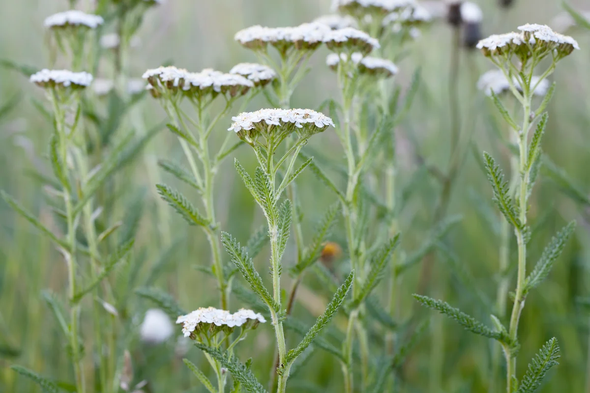 White Yarrow Flowers