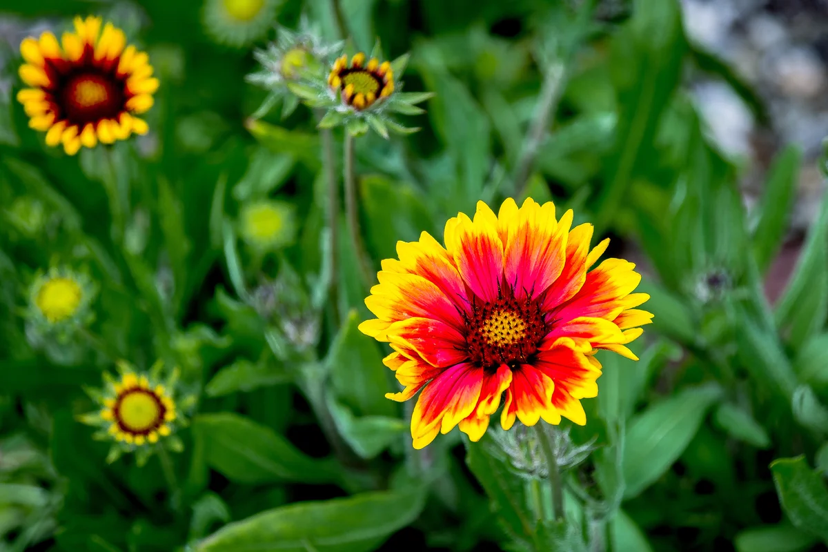 Gaillardia Blooming Outdoors