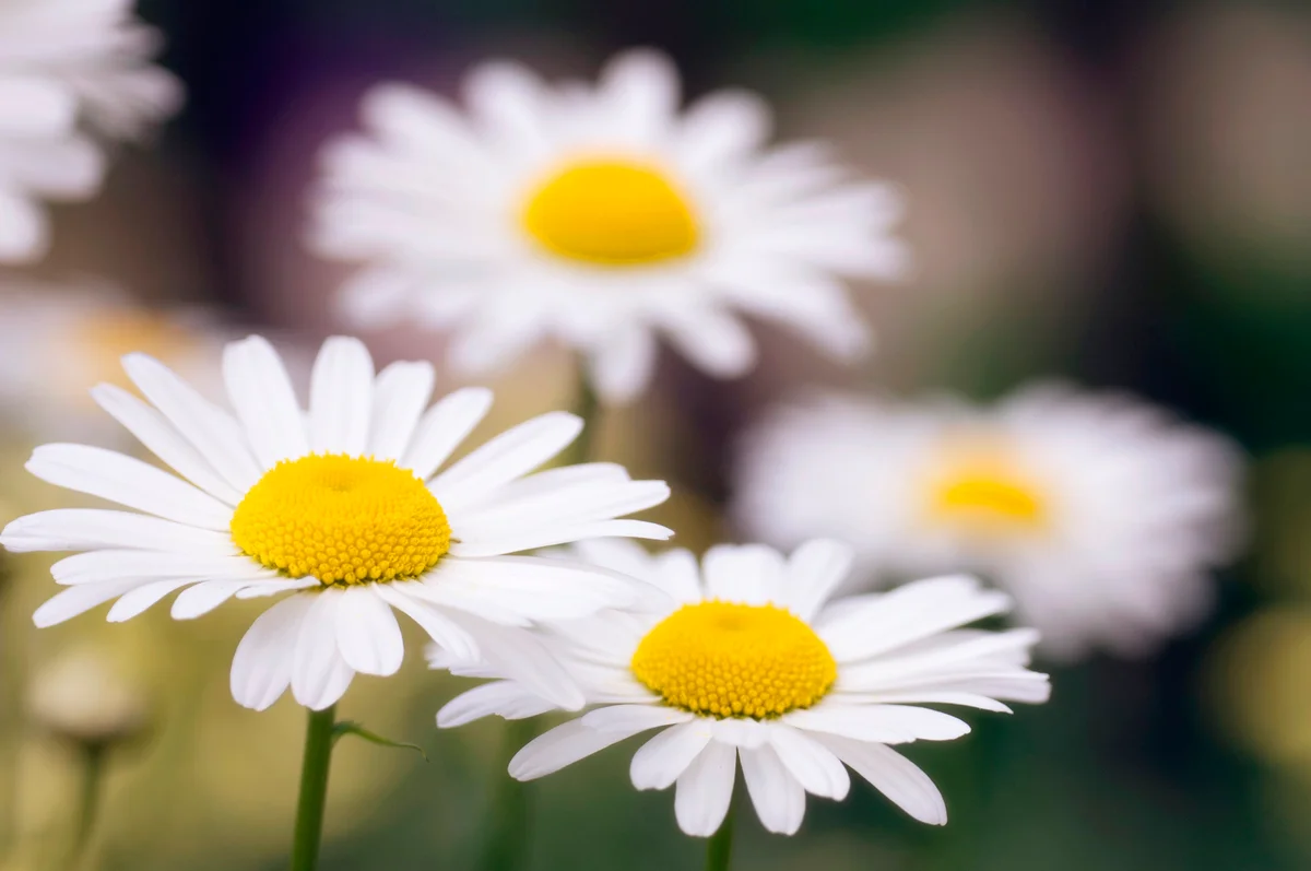 Daisy flowers