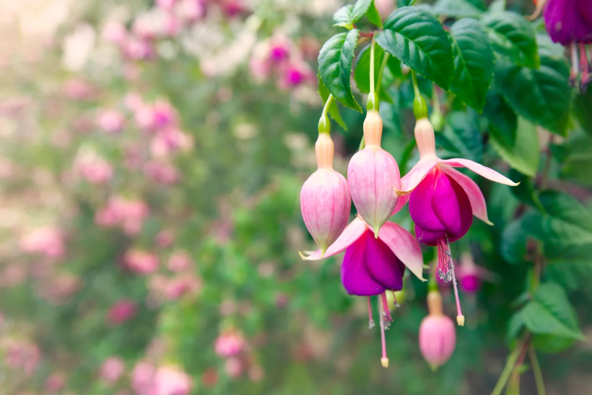Pink and purple fuchsia in bloom in a garden