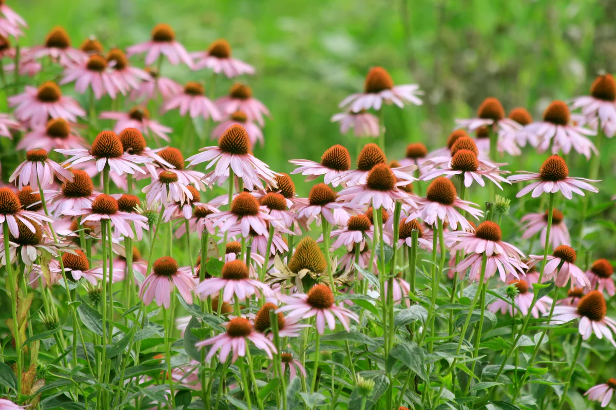 Coneflowers in the field