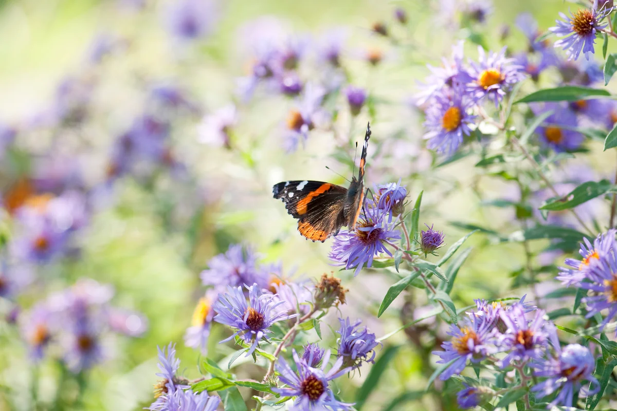 Red Admiral Butterfly in aster flowers