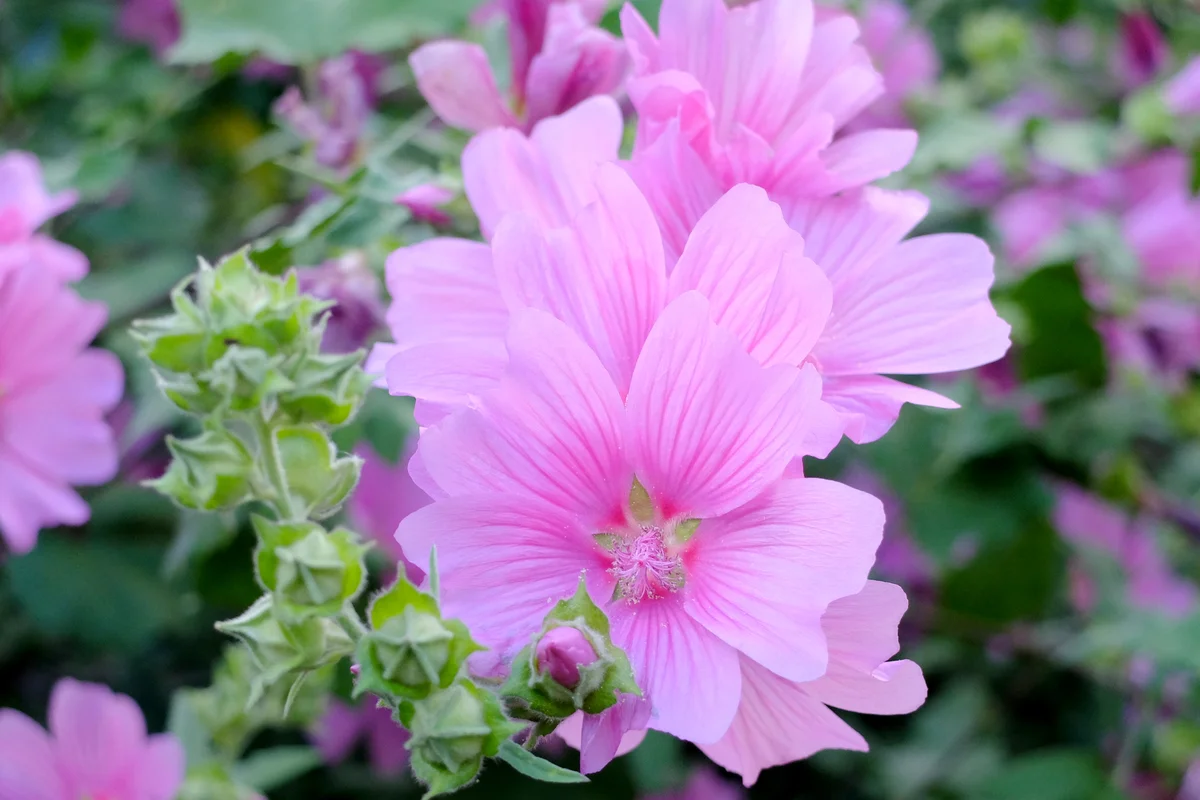 Pink mallow flowers