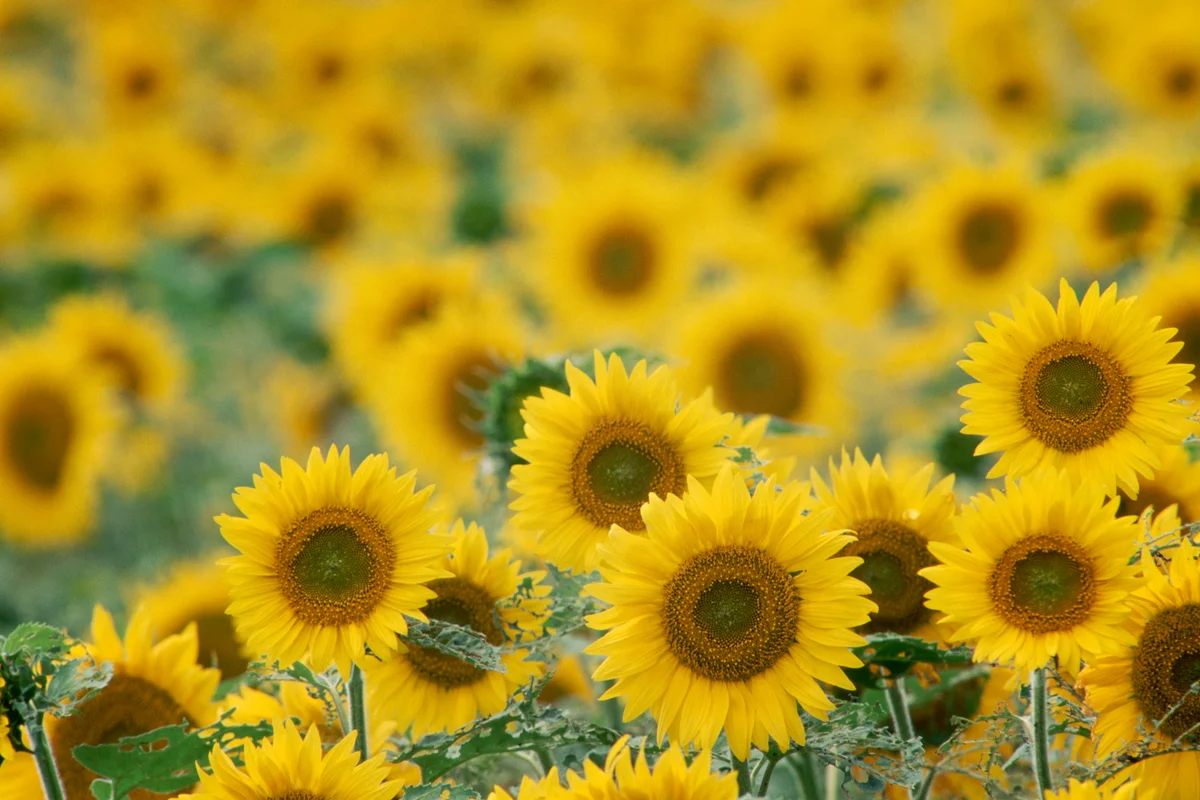 Field of Sunflowers