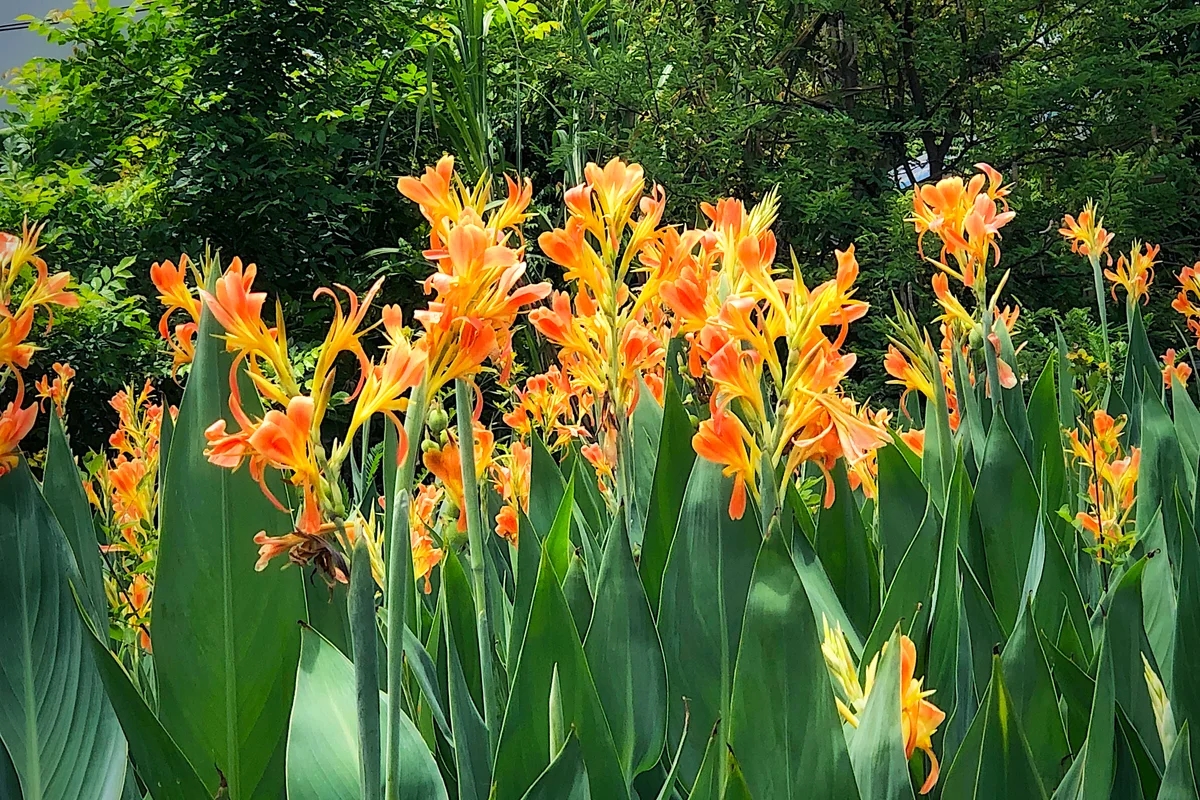 Orange Canna lily at raining season
