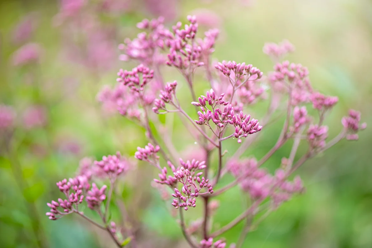 Eupatorium maculatum flowers