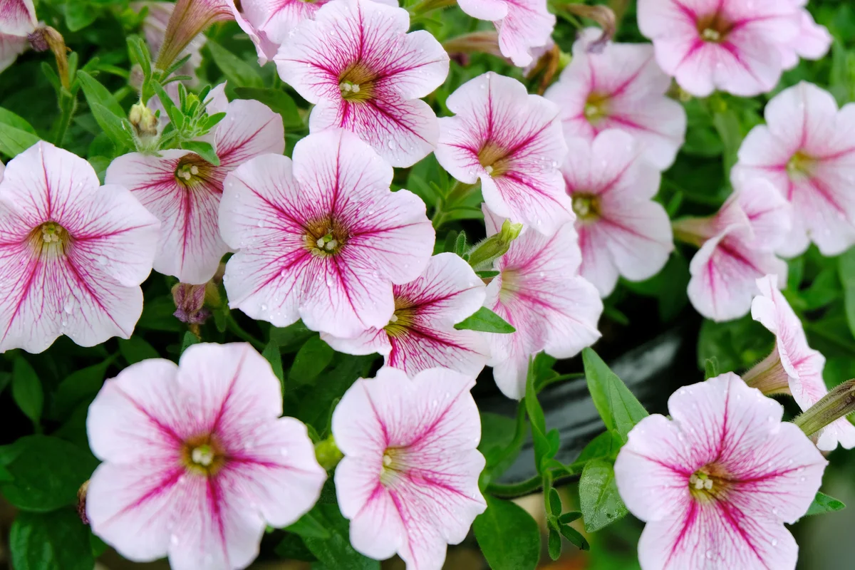 Pink Petunias Blooming Outdoors