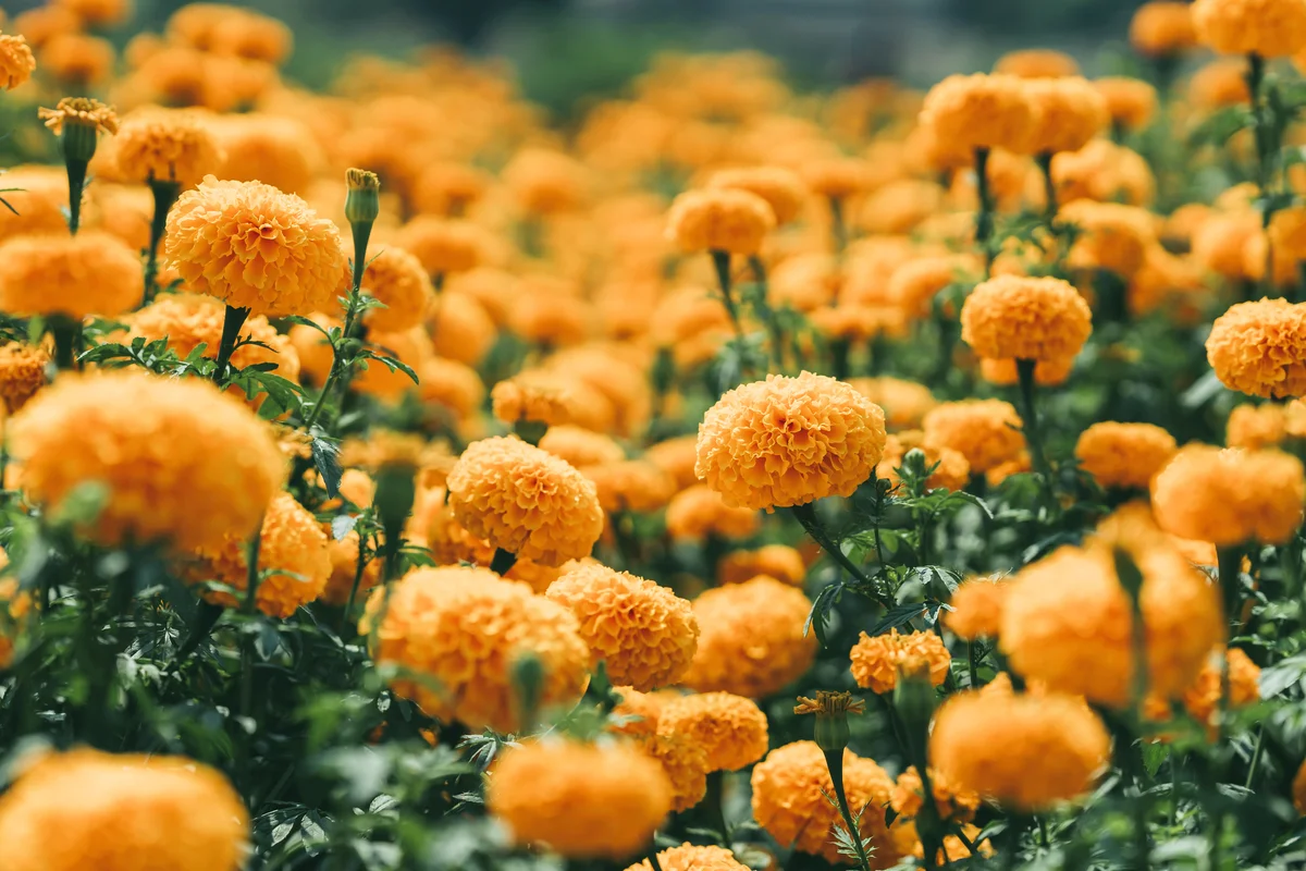 Orange Marigold Flowers