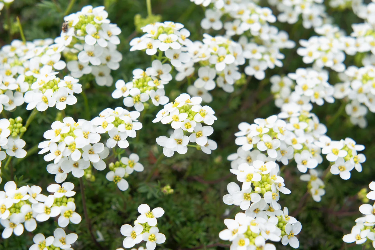 White Sweet Alyssum