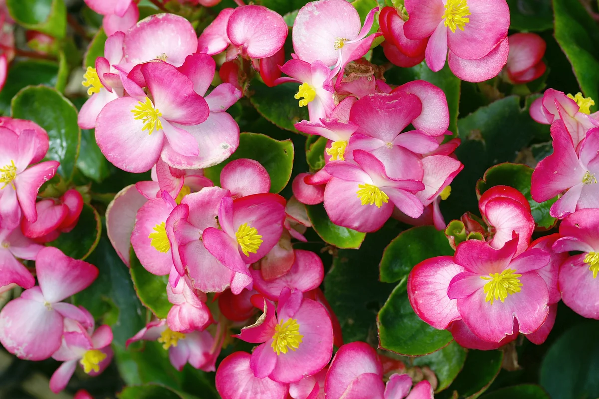 Ice begonias