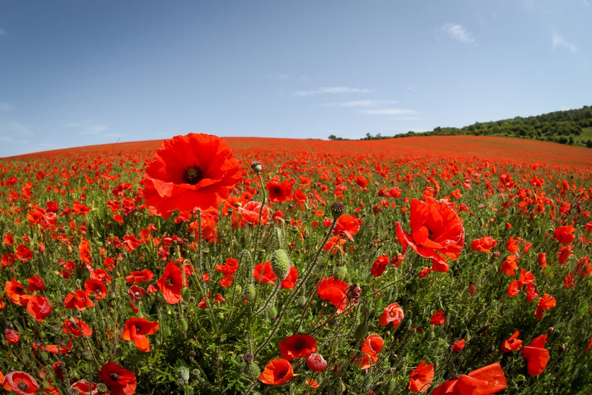 Field of grass plants and poppies