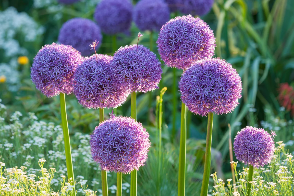 Allium Flowers
