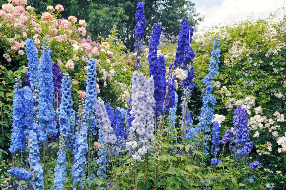 Blue delphinium flowers and roses blooming in summer garden