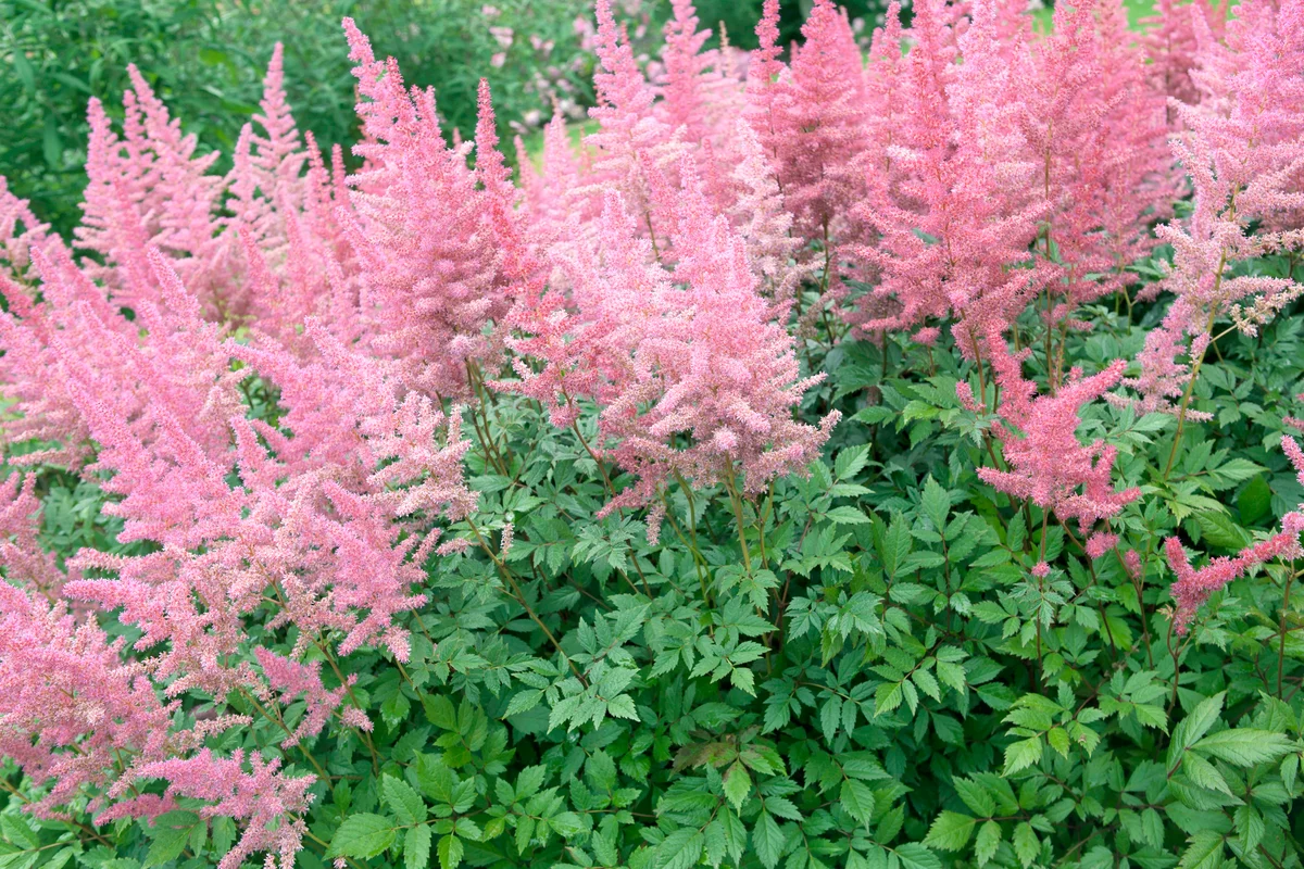 Pink astilbe in bloom in a garden
