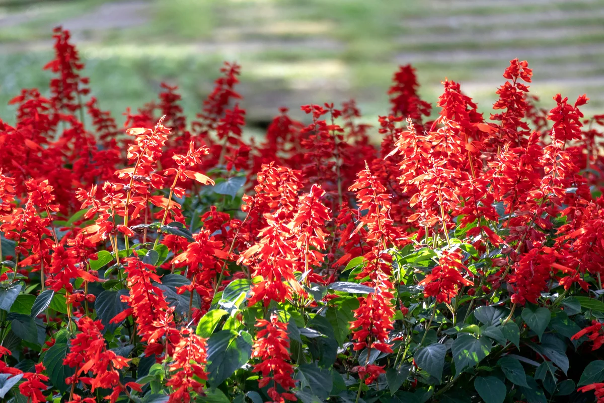 Scarlet Sage blossoming