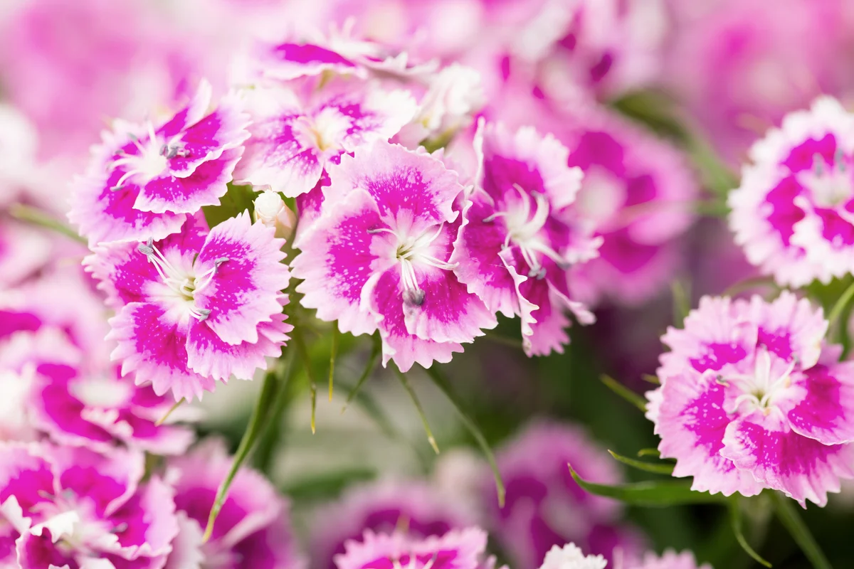Pink sweet william