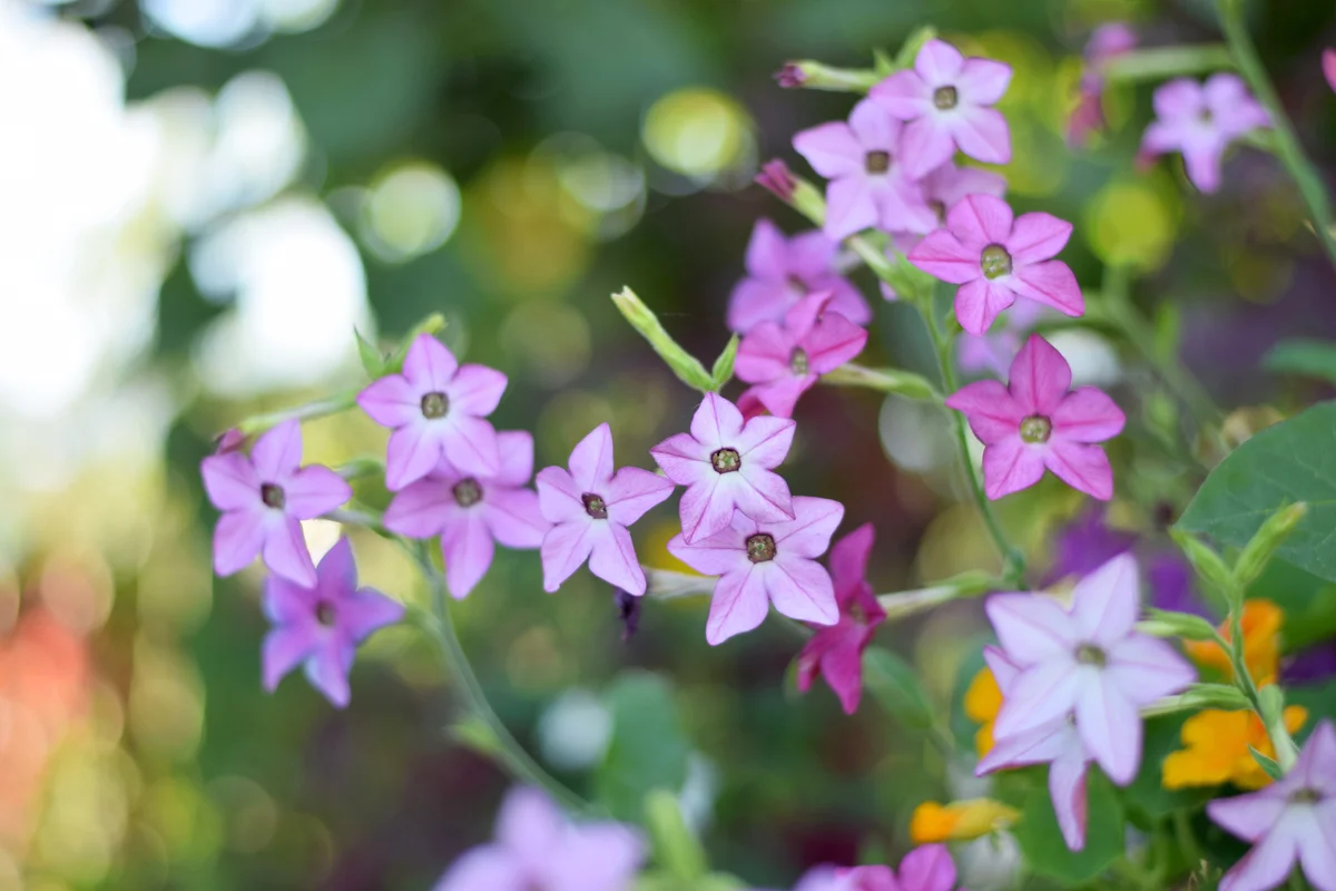 Flowering tobacco shrub