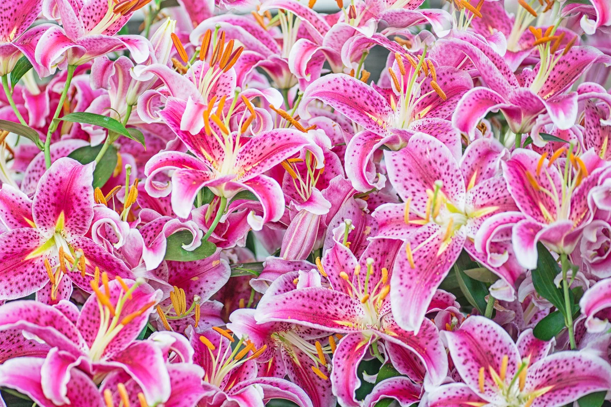 Pink Stargazer Lillies in Full Bloom