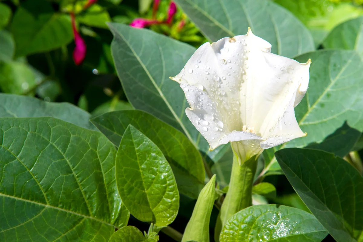 White Annual Datura