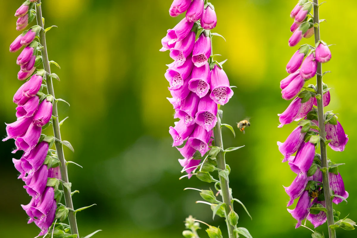 Bumble Bee gathering pollen from foxgloves
