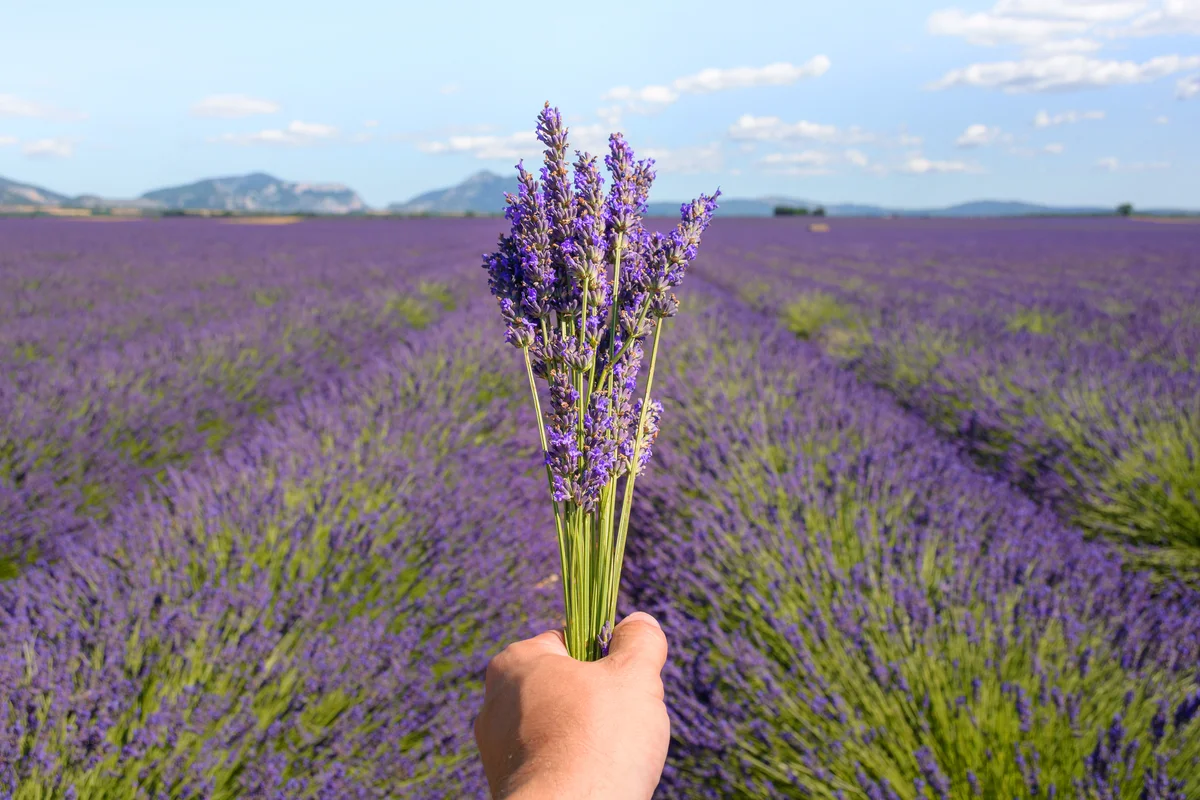 Hand Of Person Holding Lavender Flowers
