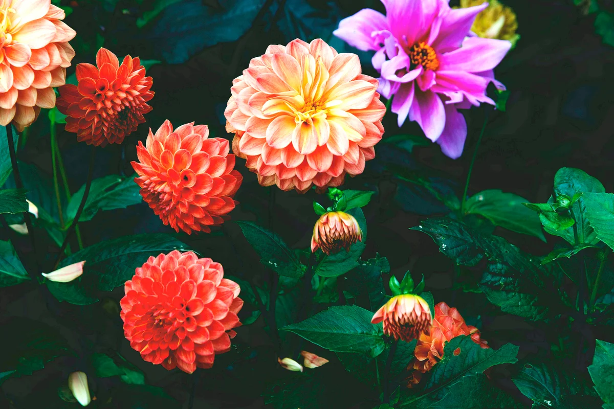 Colored dahlias blooming