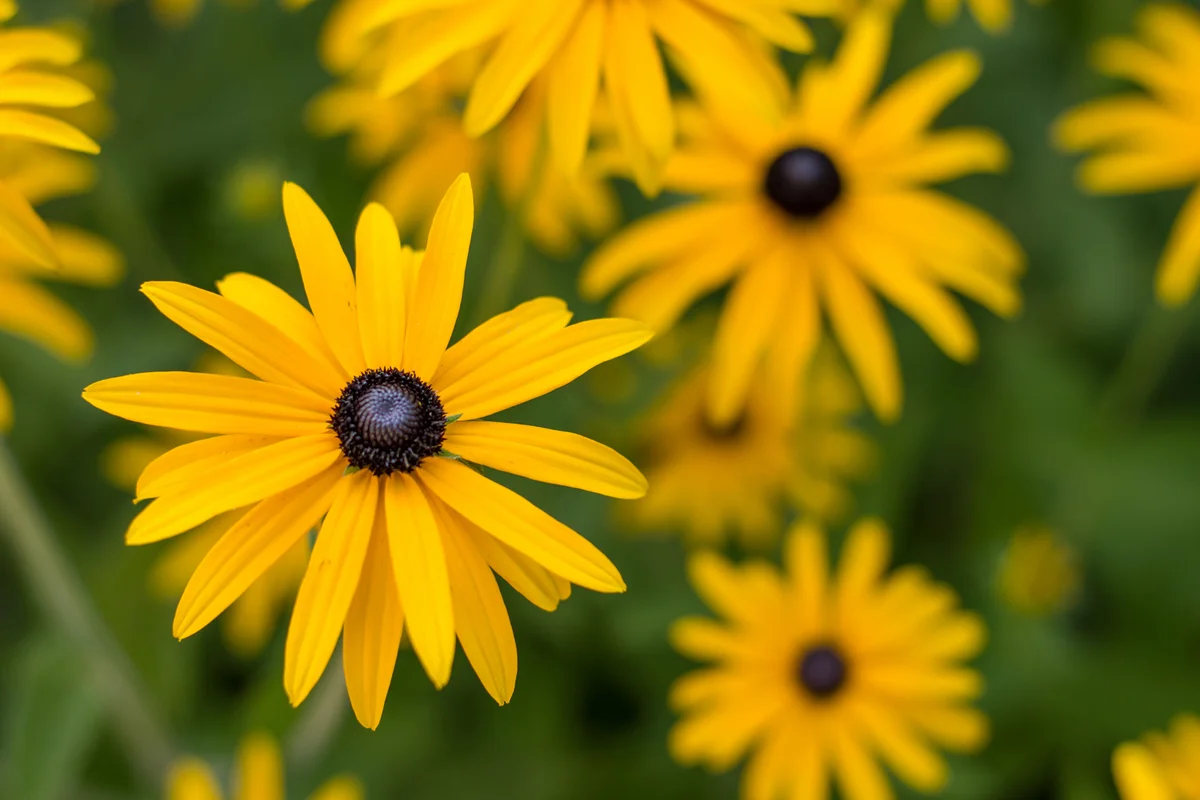 Black Eyed Susan Flower