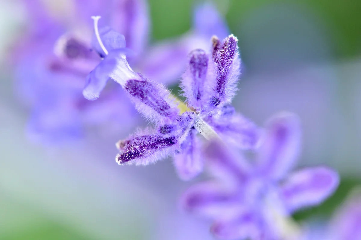 Russian sage