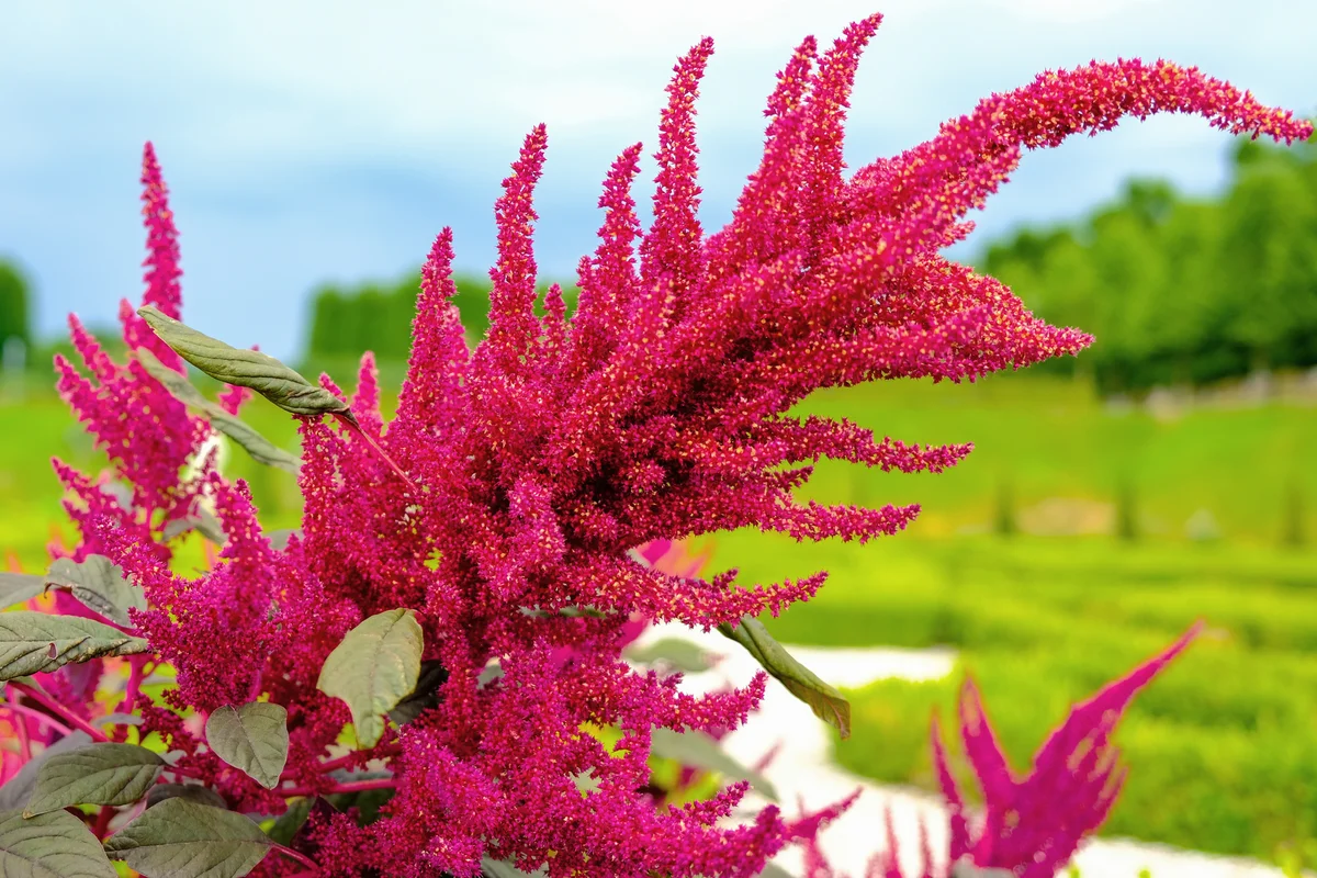 Beautiful big red amaranth flower