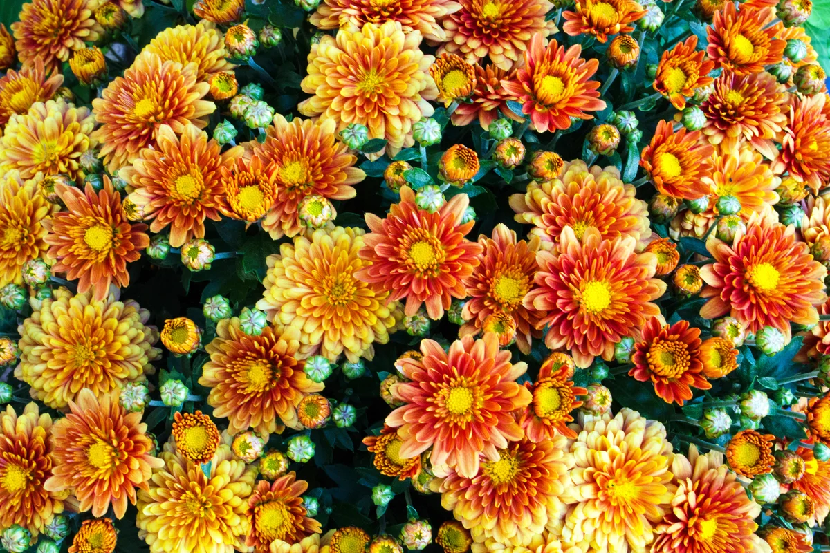 Chriysanthemums in full bloom on an autumn afternoon
