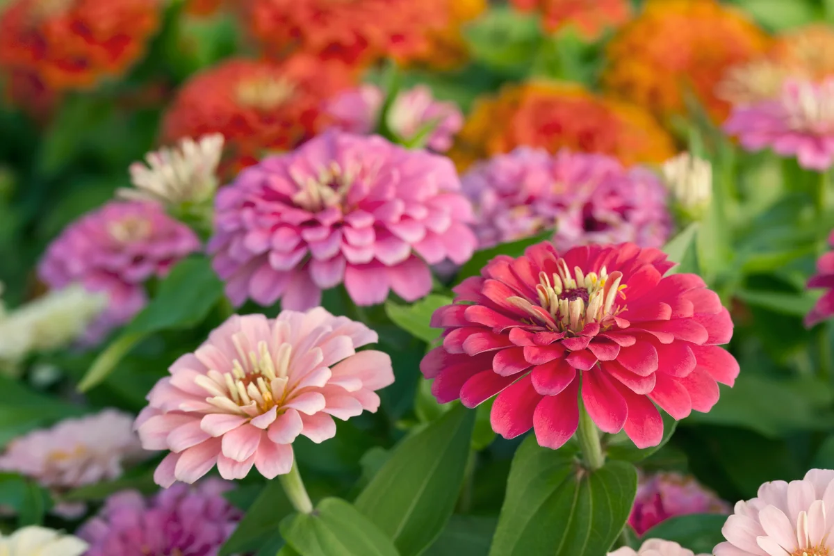 Pink-shaded zinnias