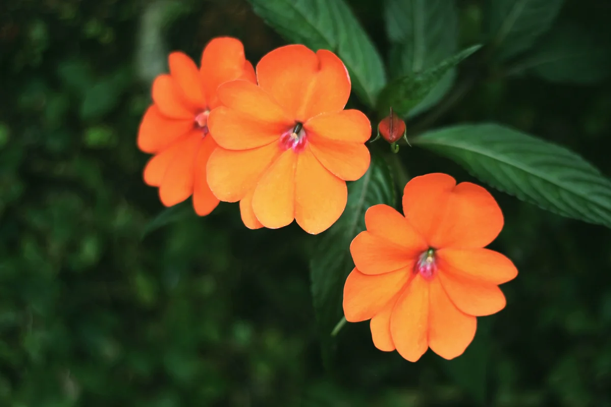 New Guinea Impatiens Flower