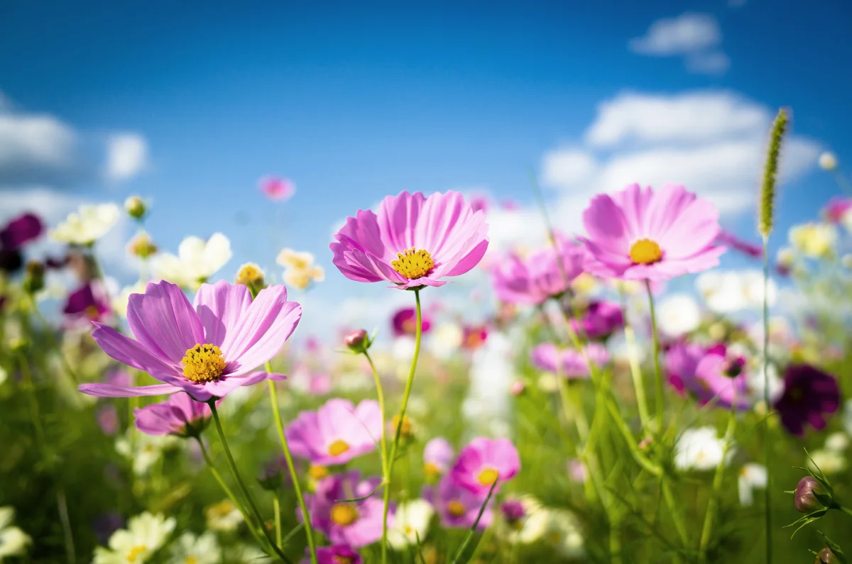 Cosmos flowers in full bloom