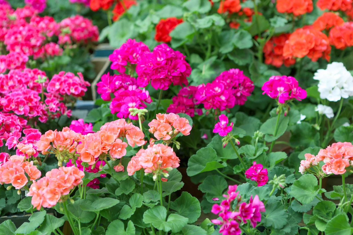 Geranium Pelargonium Flowers
