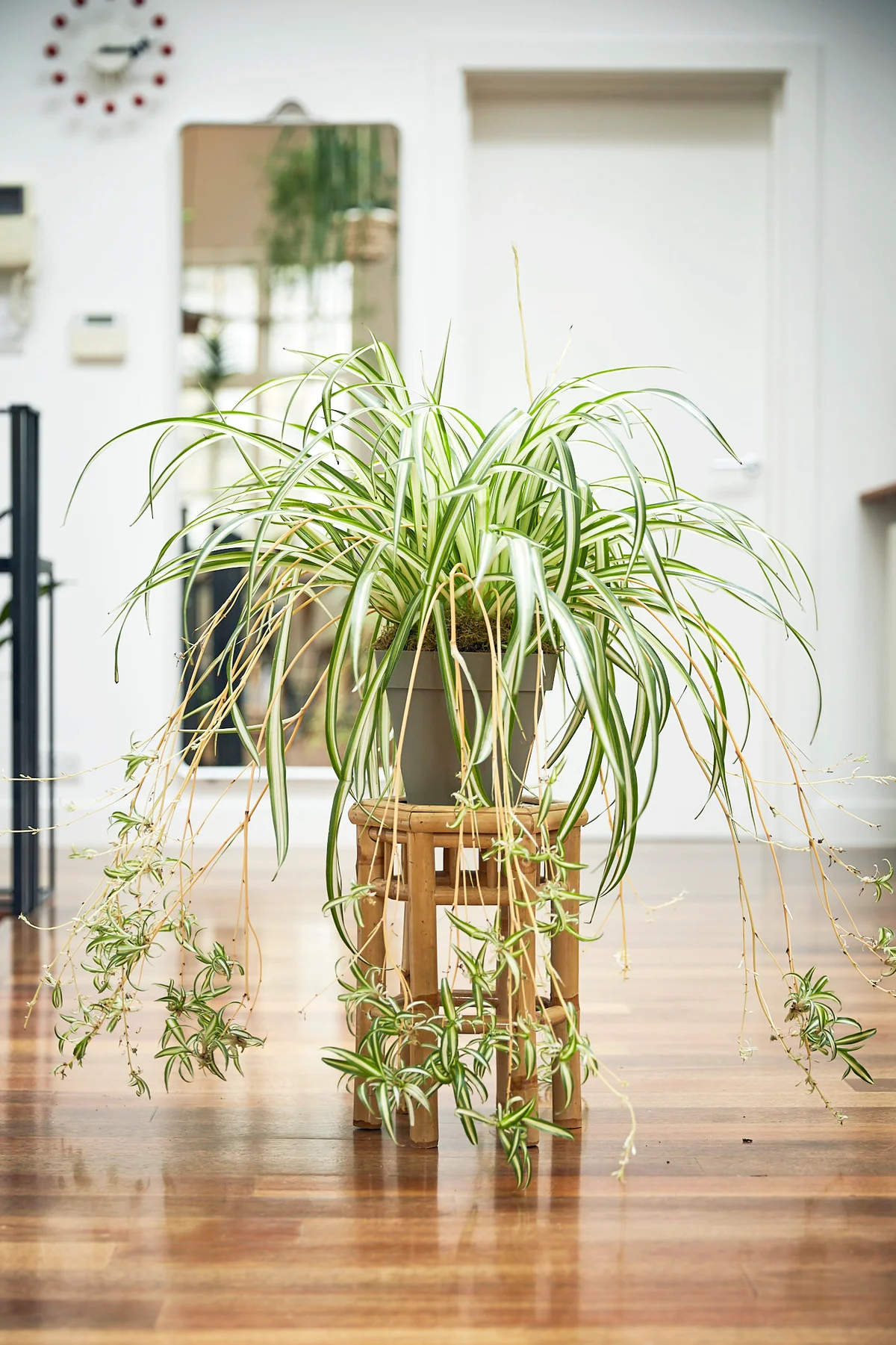 Spider plant with pups on wooden stand